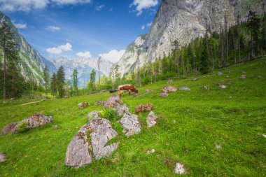 Berchtesgaden Ulusal Parkı 'nda Jenner Dağı yakınlarındaki Konigsee ve Obersee gölleri arasında kahverengi ve beyaz inekler, Yukarı Bavyera Alpleri, Almanya, Avrupa.
