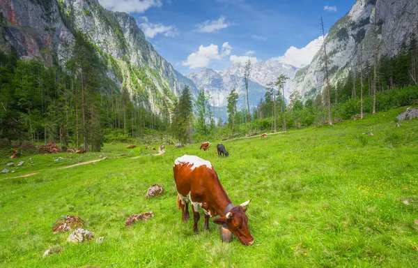 Berchtesgaden Ulusal Parkı 'nda Jenner Dağı yakınlarındaki Konigsee ve Obersee gölleri arasında kahverengi ve beyaz inekler, Yukarı Bavyera Alpleri, Almanya, Avrupa.