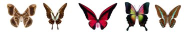Değişik kanat desenleri ve renkleri olan canlı egzotik kelebekler vurgulanır, biyolojik çeşitliliği gösterir.