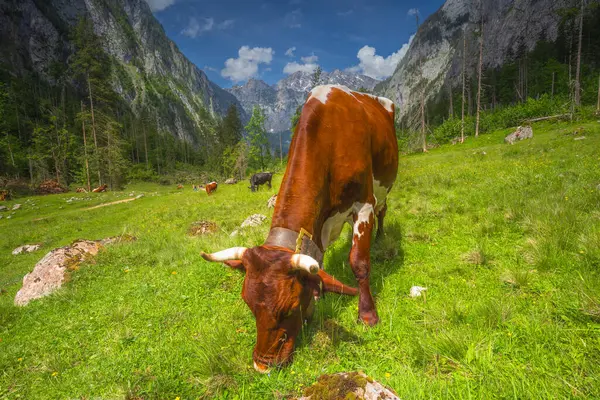 Stock image Beautiful view meadow with cows and rustic houses between Konigsee and Obersee lakes near Jenner mount in Berchtesgaden National Park with brown and white cows, Upper Bavarian Alps, Germany, Europe.