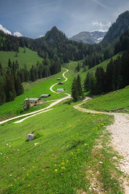 Berchtesgaden Ulusal Parkı 'nda Jenner Dağı yakınlarındaki Konigsee ve Obersee gölleri arasında kahverengi ve beyaz inekler, Yukarı Bavyera Alpleri, Almanya, Avrupa.