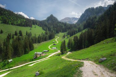 Berchtesgaden Ulusal Parkı 'nda Jenner Dağı yakınlarındaki Konigsee ve Obersee gölleri arasında kahverengi ve beyaz inekler, Yukarı Bavyera Alpleri, Almanya, Avrupa.