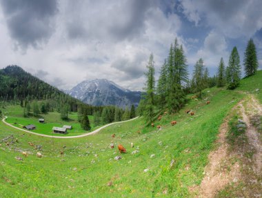 Beautiful view meadow with cows and rustic houses between Konigsee and Obersee lakes near Jenner mount in Berchtesgaden National Park with brown and white cows, Upper Bavarian Alps, Germany, Europe. clipart