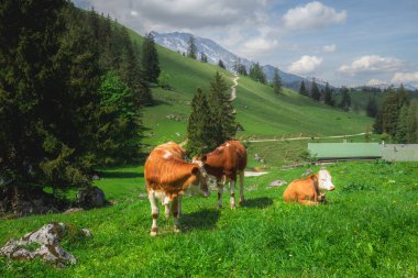 Berchtesgaden Ulusal Parkı 'nda Jenner Dağı yakınlarındaki Konigsee ve Obersee gölleri arasında kahverengi ve beyaz inekler, Yukarı Bavyera Alpleri, Almanya, Avrupa.