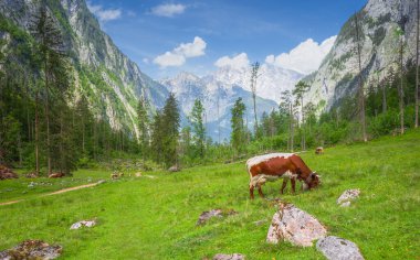 Berchtesgaden Ulusal Parkı 'nda Jenner Dağı yakınlarındaki Konigsee ve Obersee gölleri arasında kahverengi ve beyaz inekler, Yukarı Bavyera Alpleri, Almanya, Avrupa.