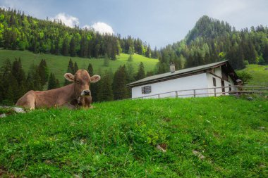 Berchtesgaden Ulusal Parkı 'nda Jenner Dağı yakınlarındaki Konigsee ve Obersee gölleri arasında kahverengi ve beyaz inekler, Yukarı Bavyera Alpleri, Almanya, Avrupa.