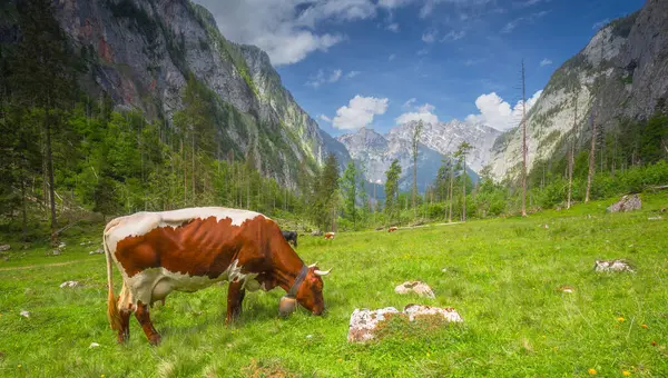 Berchtesgaden Ulusal Parkı 'nda Jenner Dağı yakınlarındaki Konigsee ve Obersee gölleri arasında kahverengi ve beyaz inekler, Yukarı Bavyera Alpleri, Almanya, Avrupa.
