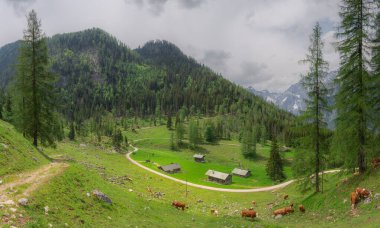 Berchtesgaden Ulusal Parkı 'nda Jenner Dağı yakınlarındaki Konigsee ve Obersee gölleri arasında kahverengi ve beyaz inekler, Yukarı Bavyera Alpleri, Almanya, Avrupa.
