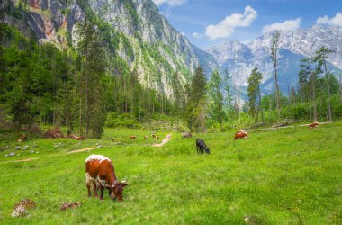 Berchtesgaden Ulusal Parkı 'nda Jenner Dağı yakınlarındaki Konigsee ve Obersee gölleri arasında kahverengi ve beyaz inekler, Yukarı Bavyera Alpleri, Almanya, Avrupa.