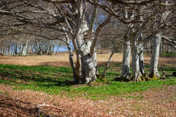 Slivnica Dağı, bahar bitki örtüsü halısı üzerinde yaprak döken ağaçlar, Kerknica, Slovenya, Avrupa