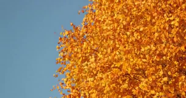 Κίτρινα Και Πορτοκαλί Φύλλα Ένα Δέντρο Φθινόπωρο Γαλάζια Κίτρινα Φύλλα — Αρχείο Βίντεο
