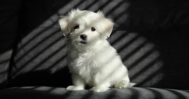 Küçük Şirin Beyaz Bir Malta Köpeği Oturuyor Kameraya Bakıyor — Stok video