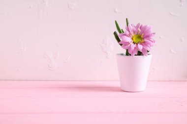 Green home flower plant in white pot in pink table