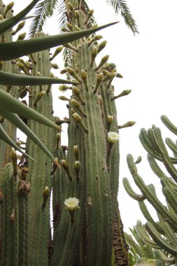 Elche, Alicante, İspanya 'da palmiye ağaçları parkı. Ağustos 2021