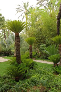 Elche, Alicante, İspanya 'da palmiye ağaçları parkı. Ağustos 2021