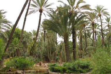 Elche, Alicante, İspanya 'da palmiye ağaçları parkı. Ağustos 2021