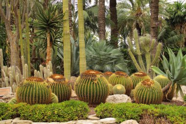 Elche, Alicante, İspanya 'da palmiye ağaçları parkı. Ağustos 2021