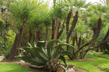 Elche, Alicante, İspanya 'da palmiye ağaçları parkı. Ağustos 2021