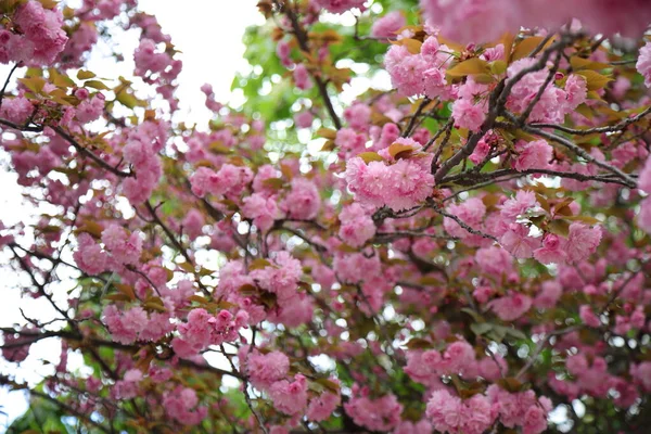 Sakura Kersenboom Bloei Tak Roze Bloemen — Stockfoto