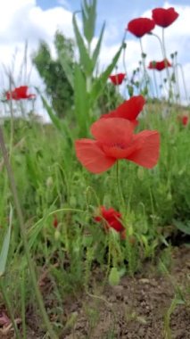 Haşhaş tarlası hafif rüzgarda