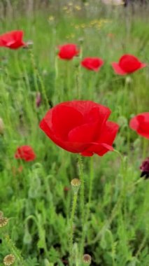 Haşhaş tarlası hafif rüzgarda