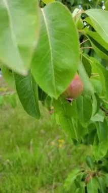 Haşhaş tarlası hafif rüzgarda