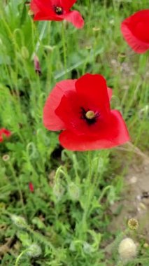 Haşhaş tarlası hafif rüzgarda