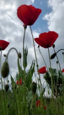 Haşhaş tarlası hafif rüzgarda