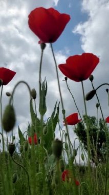 Haşhaş tarlası hafif rüzgarda