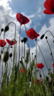 Haşhaş tarlası hafif rüzgarda