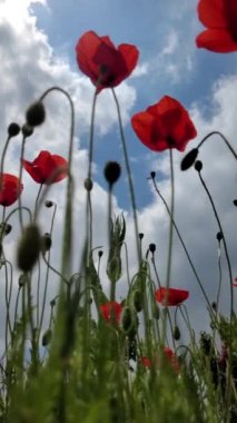 Haşhaş tarlası hafif rüzgarda