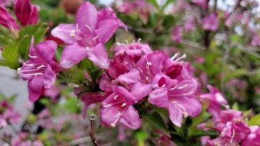 Haşhaş tarlası hafif rüzgarda