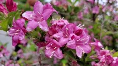 Haşhaş tarlası hafif rüzgarda