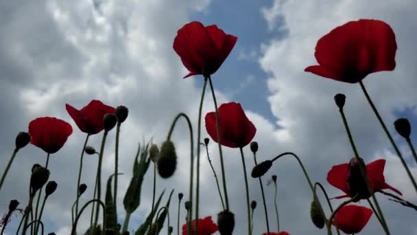 Poppy Kwiaty Pole Lekki Wiatr — Wideo stockowe