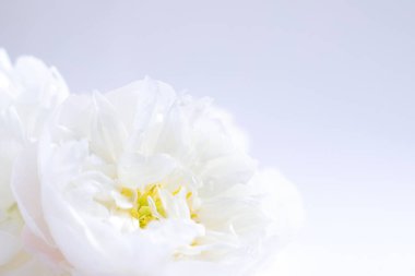 Beyaz çiçekli şakayık çiçekleri, çiçek arkaplanı, çiçek kartı.