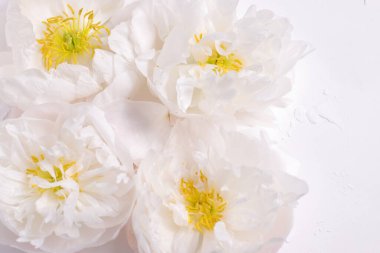 Beyaz çiçekli şakayık çiçekleri, çiçek arkaplanı, çiçek kartı.