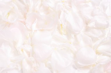 Beyaz çiçekli şakayık çiçekleri, çiçek arkaplanı, çiçek kartı.