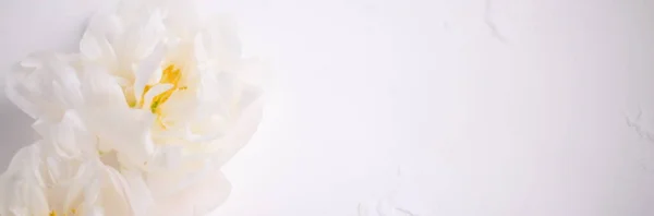 Weiße Blüten Pfingstrose Blumen Floraler Hintergrund Blumenkarte — Stockfoto