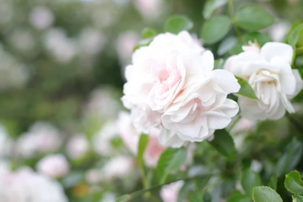 Biały Krzak Różany Zewnątrz Kwiatowa Kartka Kwitnąca — Zdjęcie stockowe
