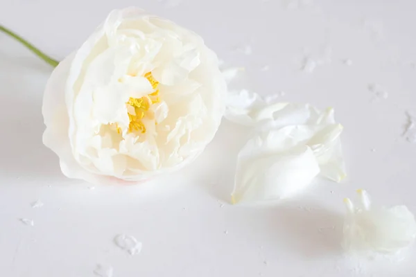 Weiße Blütenpfingstrose Blühende Einzelblüte — Stockfoto