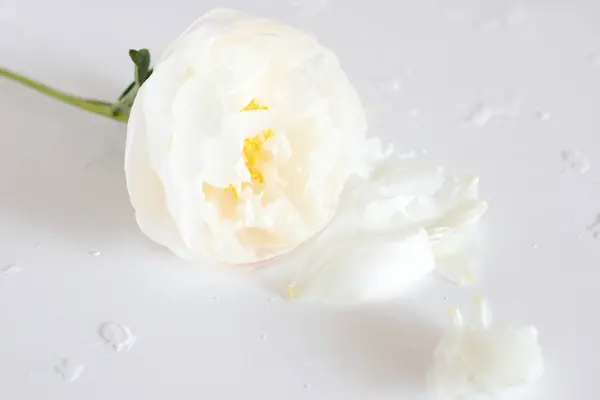 Weiße Blütenpfingstrose Blühende Einzelblüte — Stockfoto