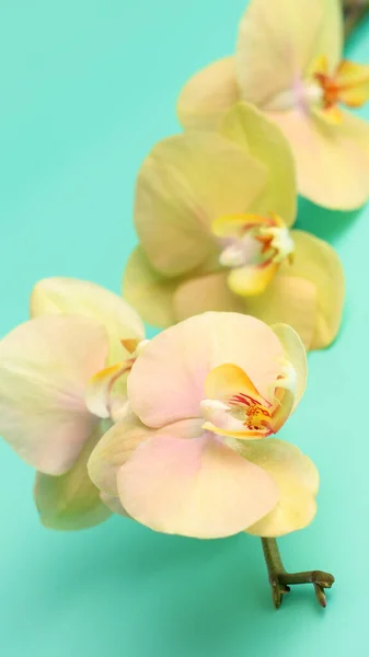 Rama Flores Orquídea Amarillo Natural Sobre Fondo Azul — Foto de Stock