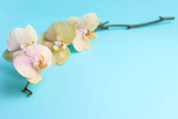 Natürliche Gelbe Orchidee Blume Zweig Auf Blauem Hintergrund — Stockfoto