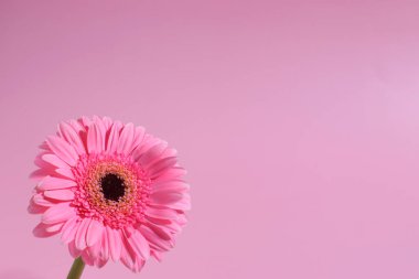 Pembe gerbera çiçeği arkaplanı, kopyalama alanı