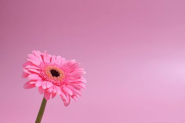 Pembe gerbera çiçeği arkaplanı, kopyalama alanı