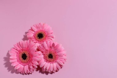 Pembe gerbera çiçeği arkaplanı, kopyalama alanı