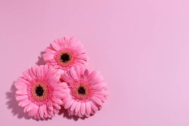 Pembe gerbera çiçeği arkaplanı, kopyalama alanı