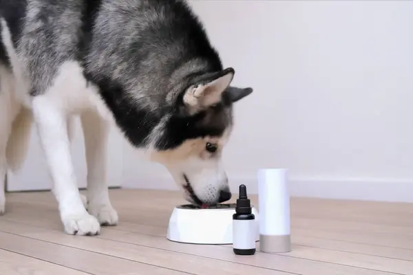 Husky Hund Äta Hälsosam Mat Med Förnödenheter Från Båge Flaska Stockbild