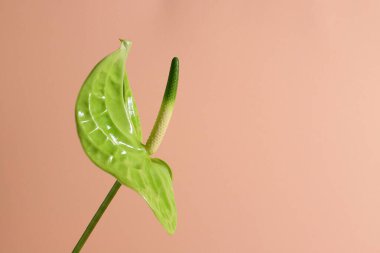 Bir yeşil anthurium çiçeği, çiçekli, bej arka planda.