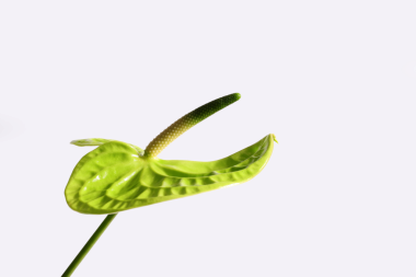 Bir yeşil anthurium çiçeği, çiçekli güzel, beyaz arka planda, tropikal güzellik florası